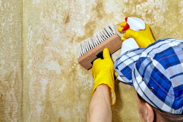 Best Mold Removal for HVAC Installations  in Oskaloosa, IA