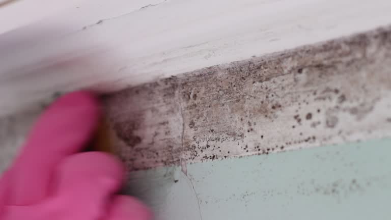 Best Mold Documentation for Insurance Claims  in Oskaloosa, IA